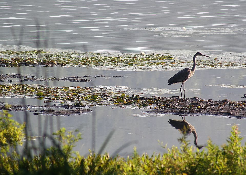 Blue Heron Fishing in front