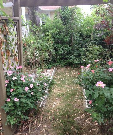 English Rose Garden