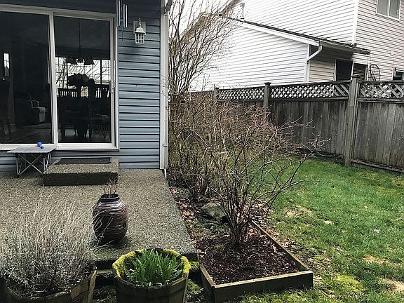 Southside yard w/blueberries