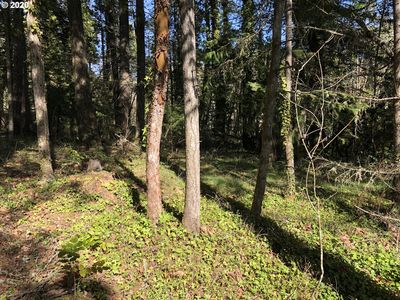 Roberts Rd #6800, Oakridge, OR, 97463