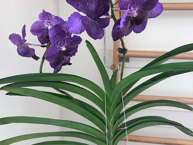 Lots o f orchids