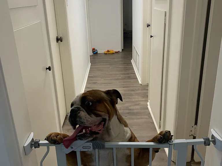 hallway with closet storage, **(dog not included)