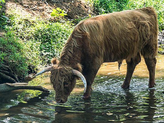 Stream surrounding the property