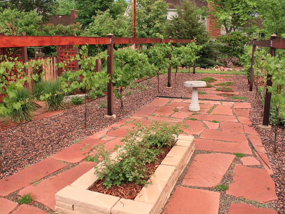 The vineyard