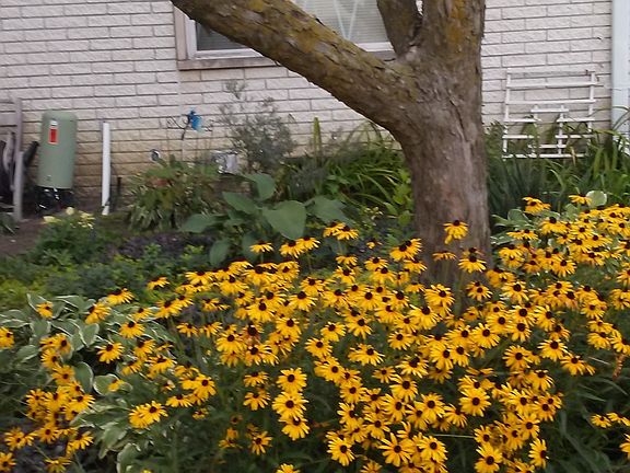 Black Eyed Susan sitting around