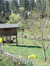 2nd image of 5241 Twin Pines Loop