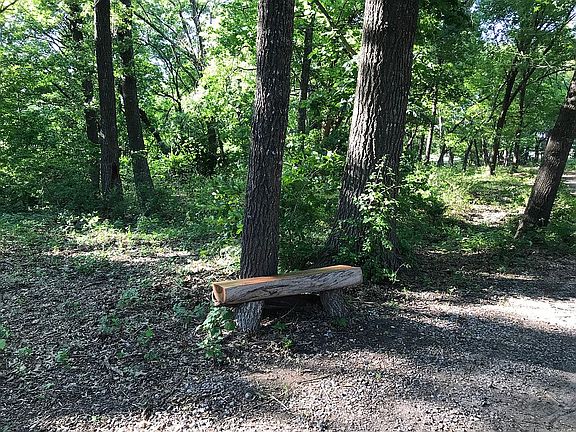 beautifully wooded driveway