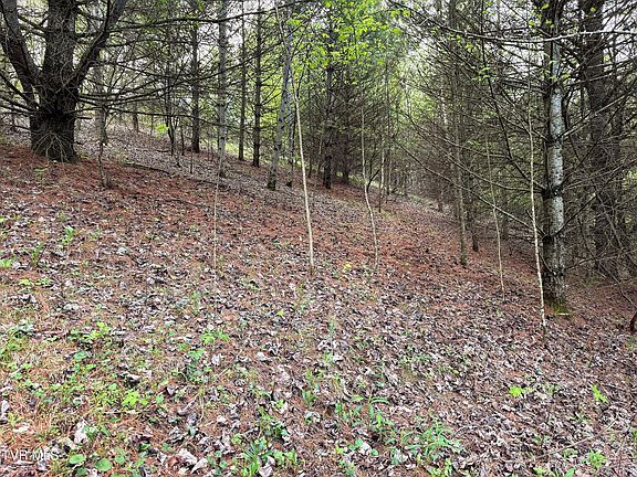 3rd image of 11 Cowan Town Rd