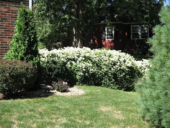 Clematis - Henryi