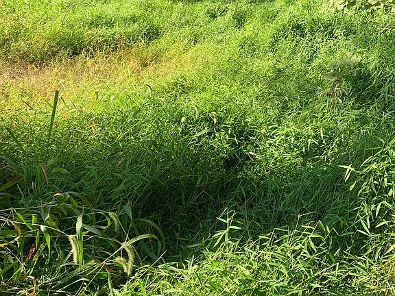 5th image of Peach Orchard Rd