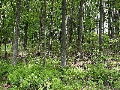 5th image of Ravenwood Dr
