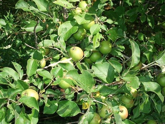 23 tree Apple Orchard!