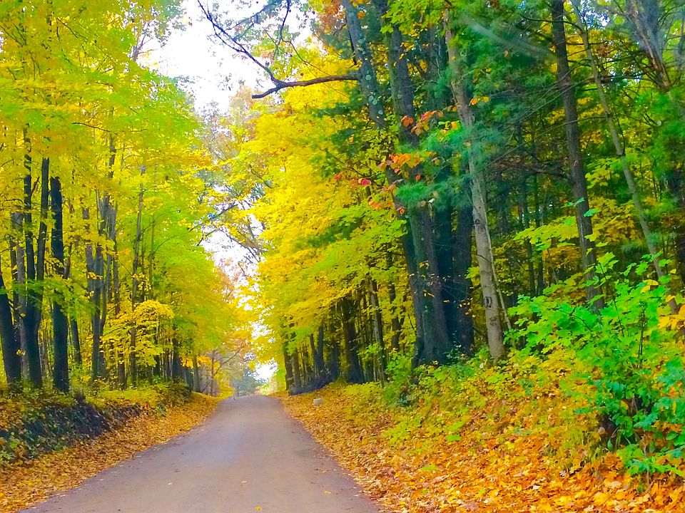 Beautiful wooded area surrou