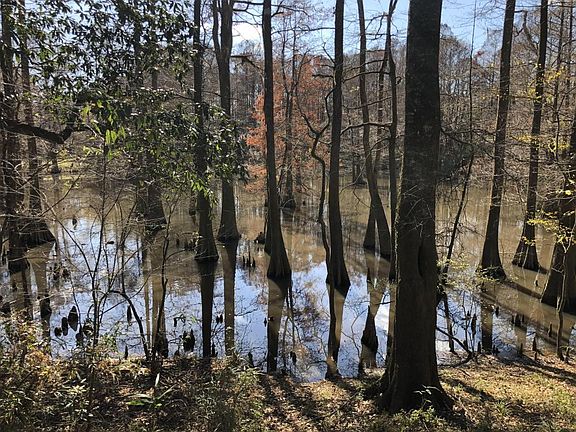 Great little seasonal duck hole