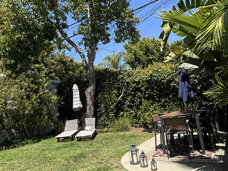 Huge avocado tree with lots of free avocados!