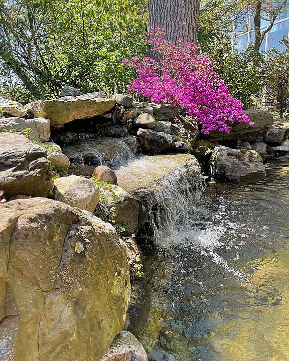 Koi Pond
