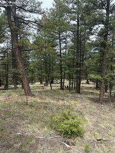 1120 N Mountain Estates Rd, Florissant, CO, 80816