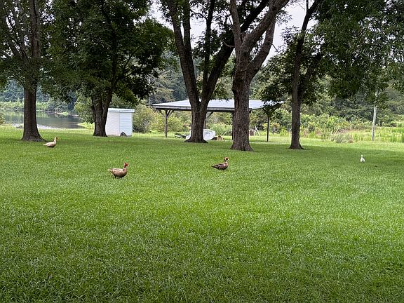 Enjoy the scenery on the pond and the wildlife, ducks and cows.