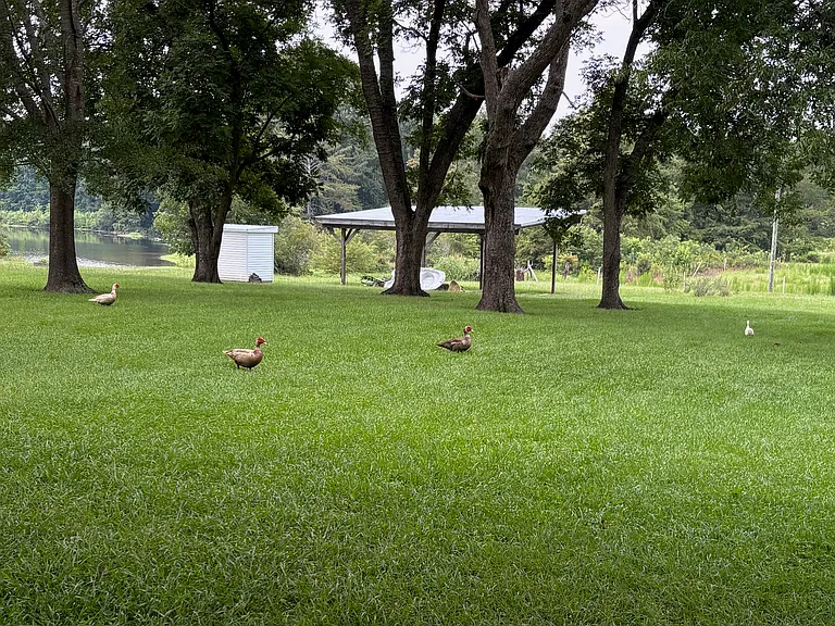 Enjoy the scenery on the pond and the wildlife, ducks and cows.
