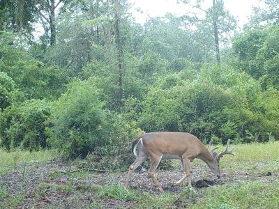 0 County Line Rd, Lee, FL, 32059