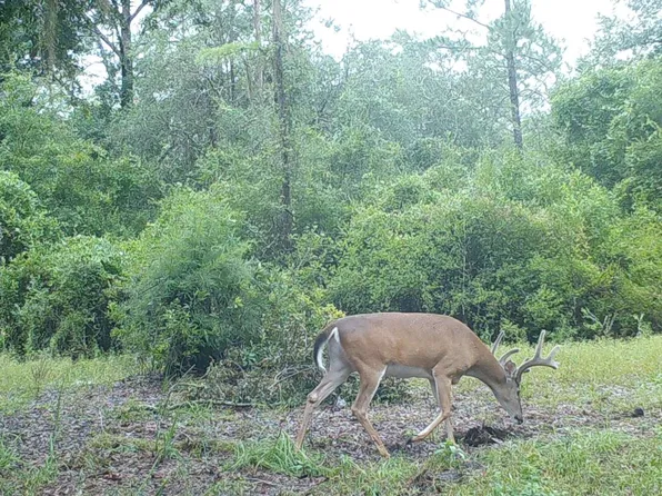 0 County Line Rd, Lee, FL 32059