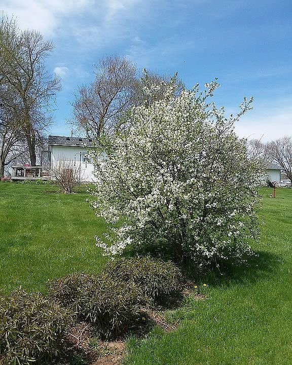 Cherry Tree, Back of house
