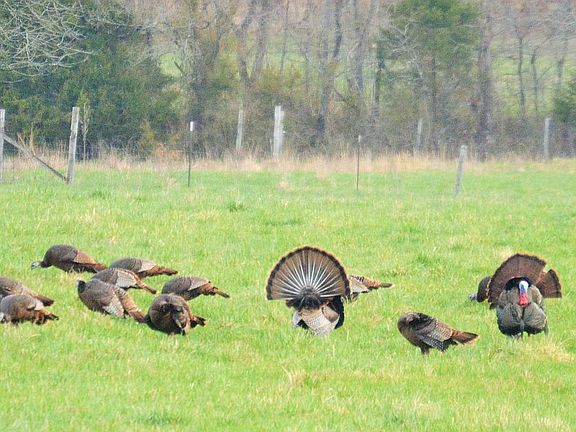 Turkeys in back pasture