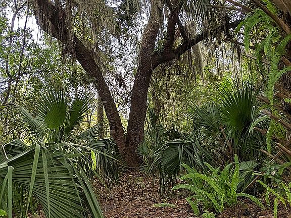 2nd image of 1710 Hideaway Forest Trl