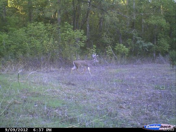 2nd image of 462 Cedar Ln