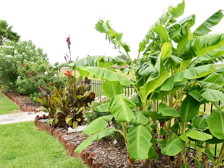 plants along backyard fence in their fullest glory in the summer of 2021. Some plants were affected by the freezes, but mostly restored.