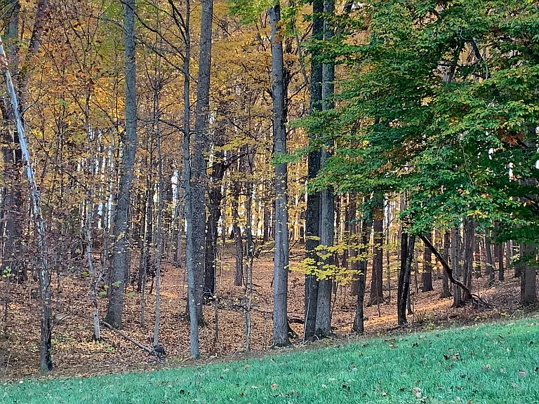 Early fall colors just outside back door (odd @? lawn hue due to deep shade)