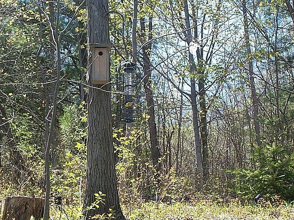 woods from family room