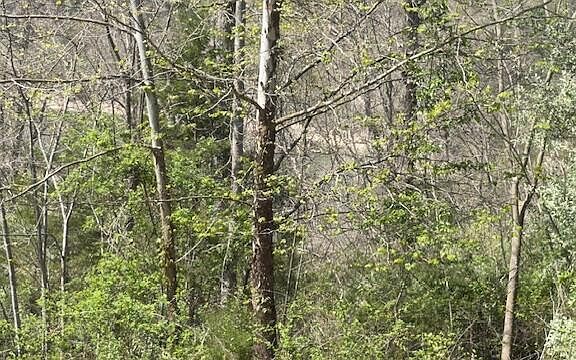 4th image of Indian Creek Rd Lot 11