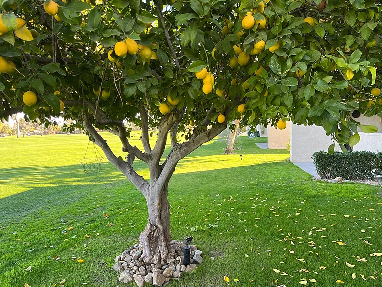 Beautiful community gardens with fruit trees