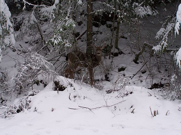 Snow