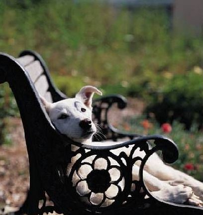Community Dog Run