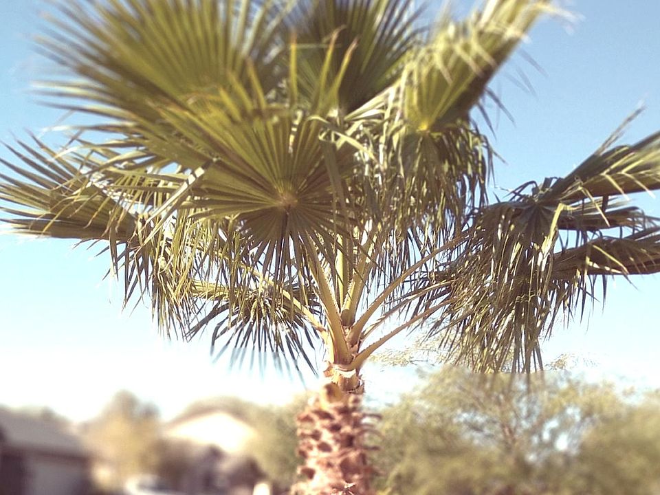 tree at front of property
