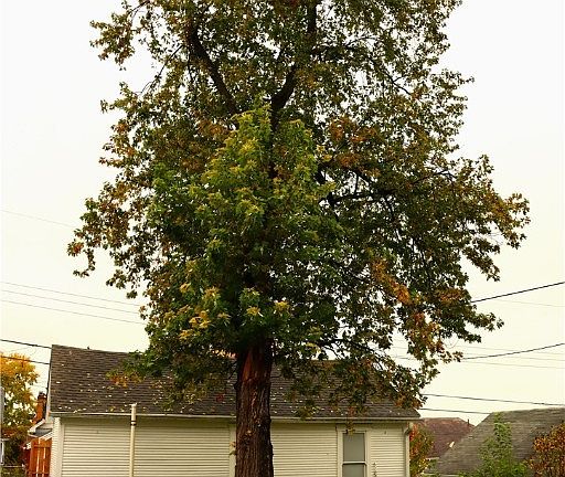 4th image of 1263 Highland Ave