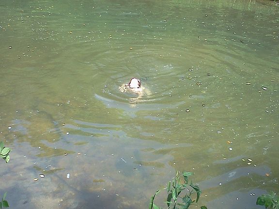 Swimming hole-steps away