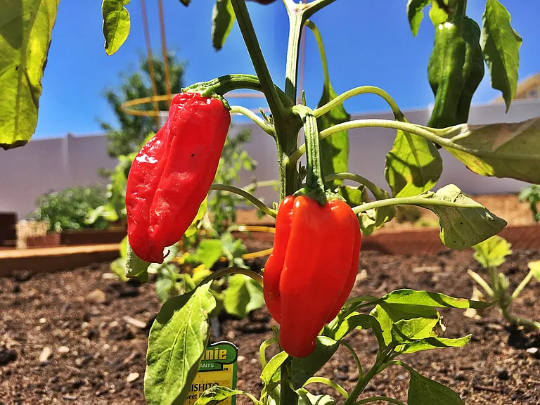 Community Garden