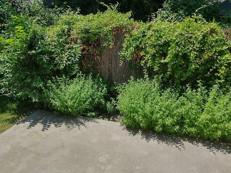 private gated patio backyard