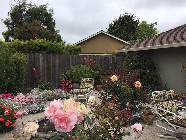 Back yard