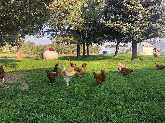 Chickens in the yard