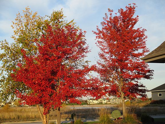 Autumn Blaze