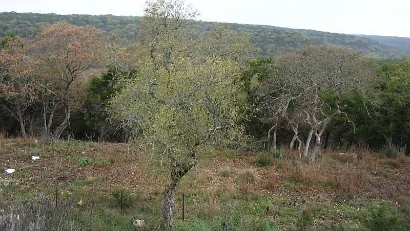 2nd image of 9803 Tree Bend Cv