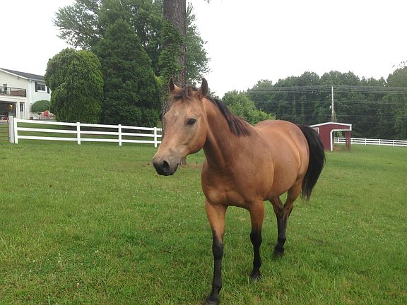Horse not included.