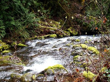 Creek near home NO FLOODING