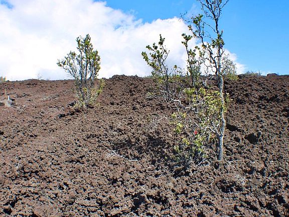 5th image of Hukilau Dr Lot 32
