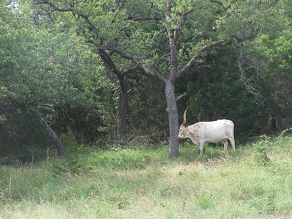 2nd image of 809 Lipan Apache Trl Lot 30