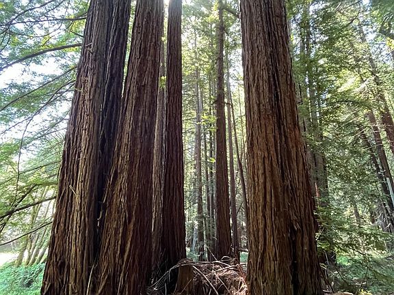 4th image of 1355 Nicasio Valley Road